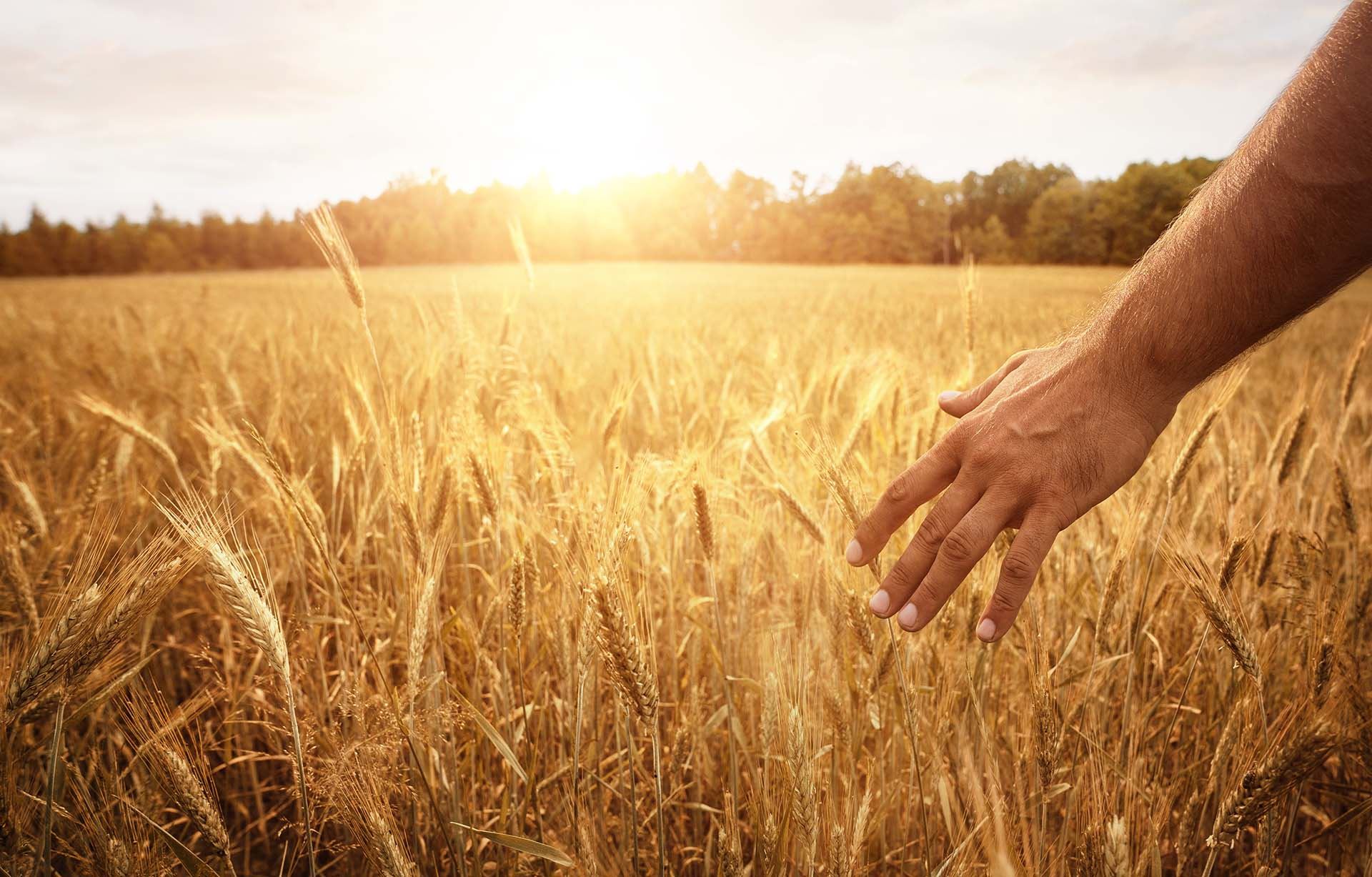 man walking through wheat field during sunset