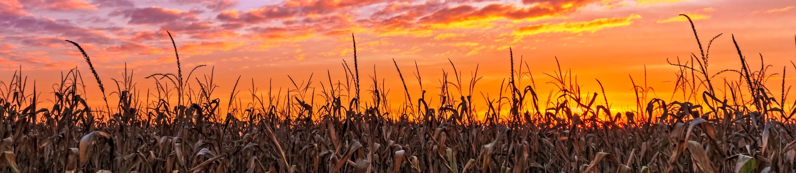 Corn Sunset