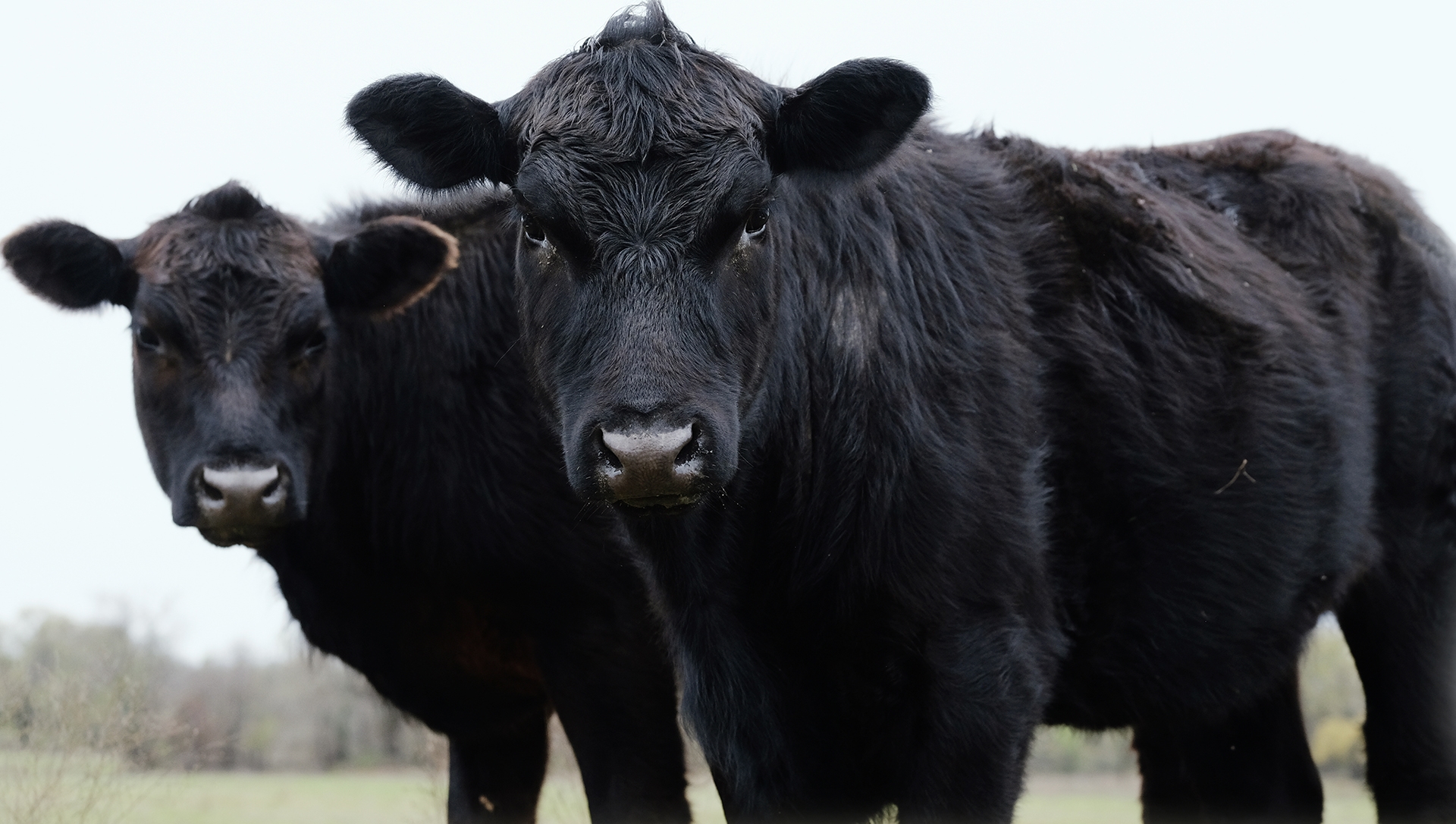 Pair of young black Angus cows close up on beef farm looking at camera