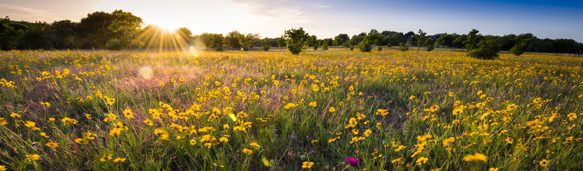 Field with Flowers